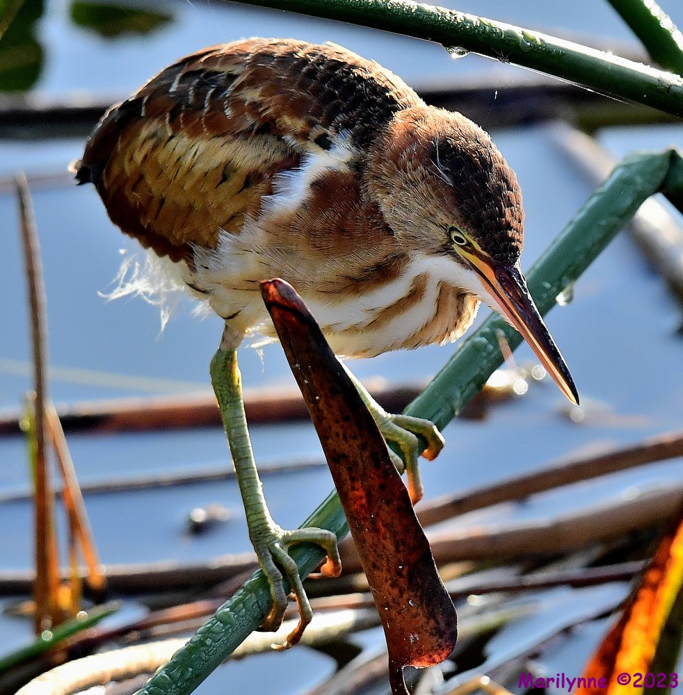 DSC_8081_001.JPG