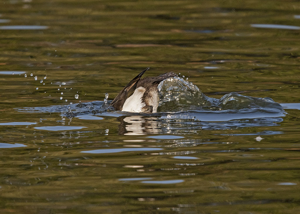 DSC_8082.jpg