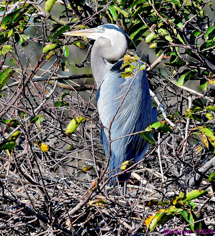DSC_8083_001.JPG
