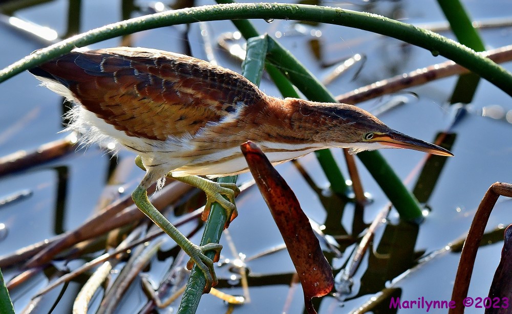 DSC_8085_001.JPG