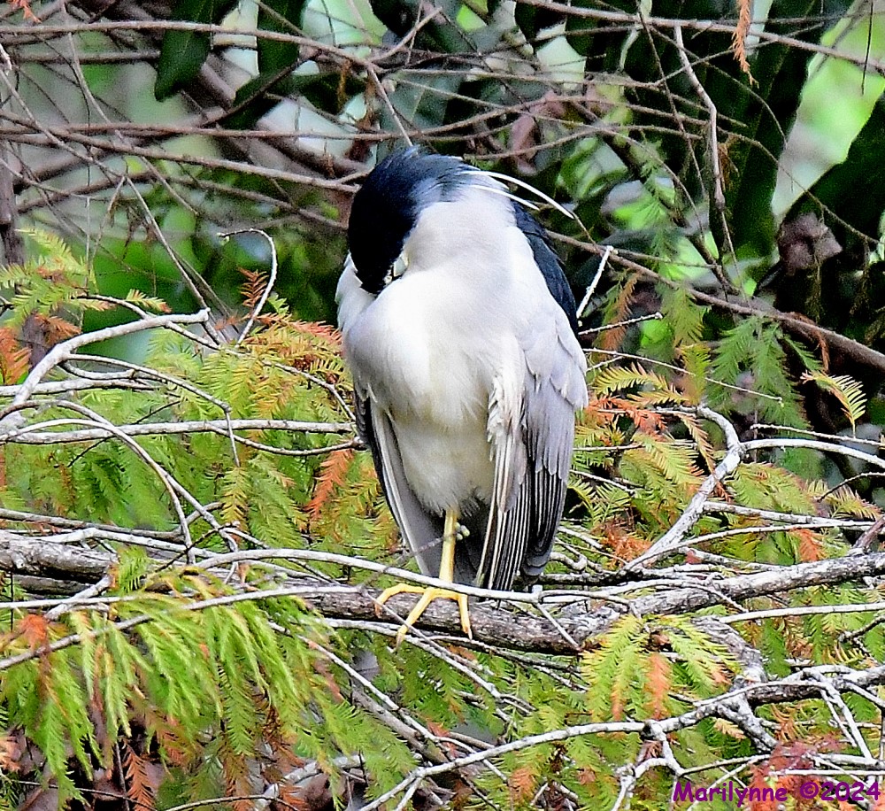 DSC_8087_001.JPG