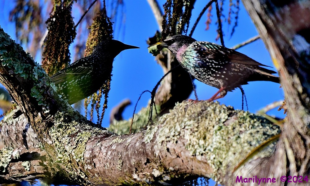 DSC_8087_001.JPG