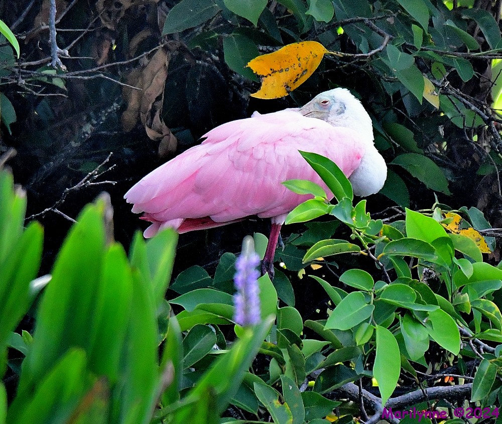 DSC_8090_001.JPG