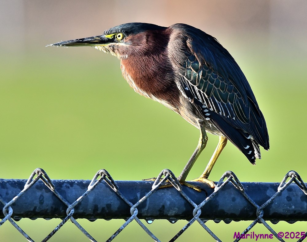 DSC_8090_001.JPG