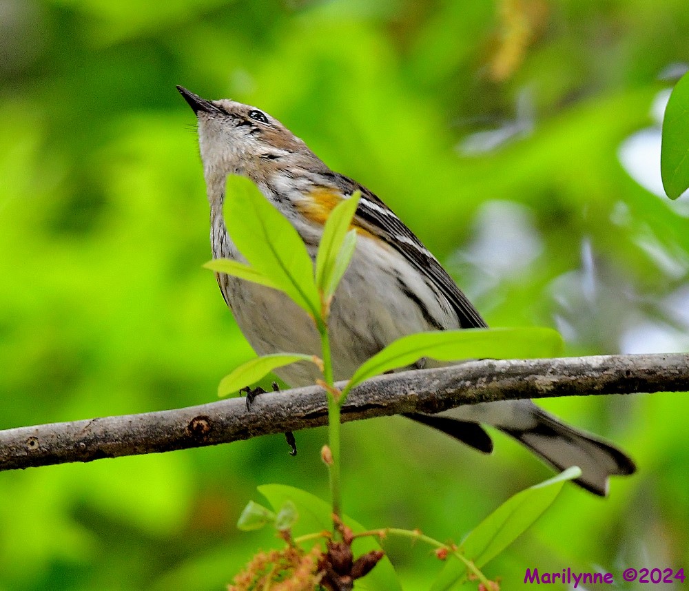 DSC_8091_001.JPG