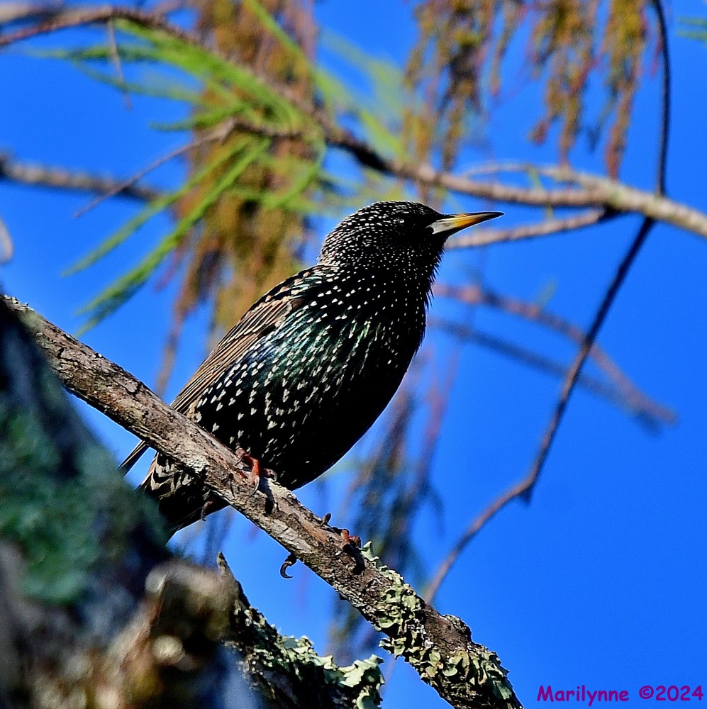 DSC_8093_001.JPG