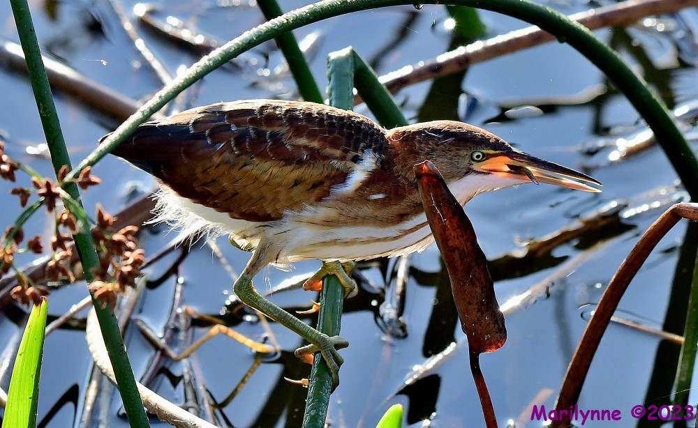 DSC_8095_001.JPG