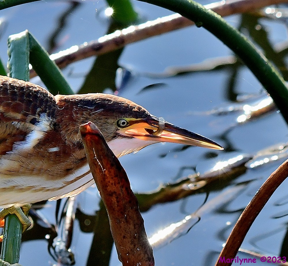 DSC_8096_001.JPG