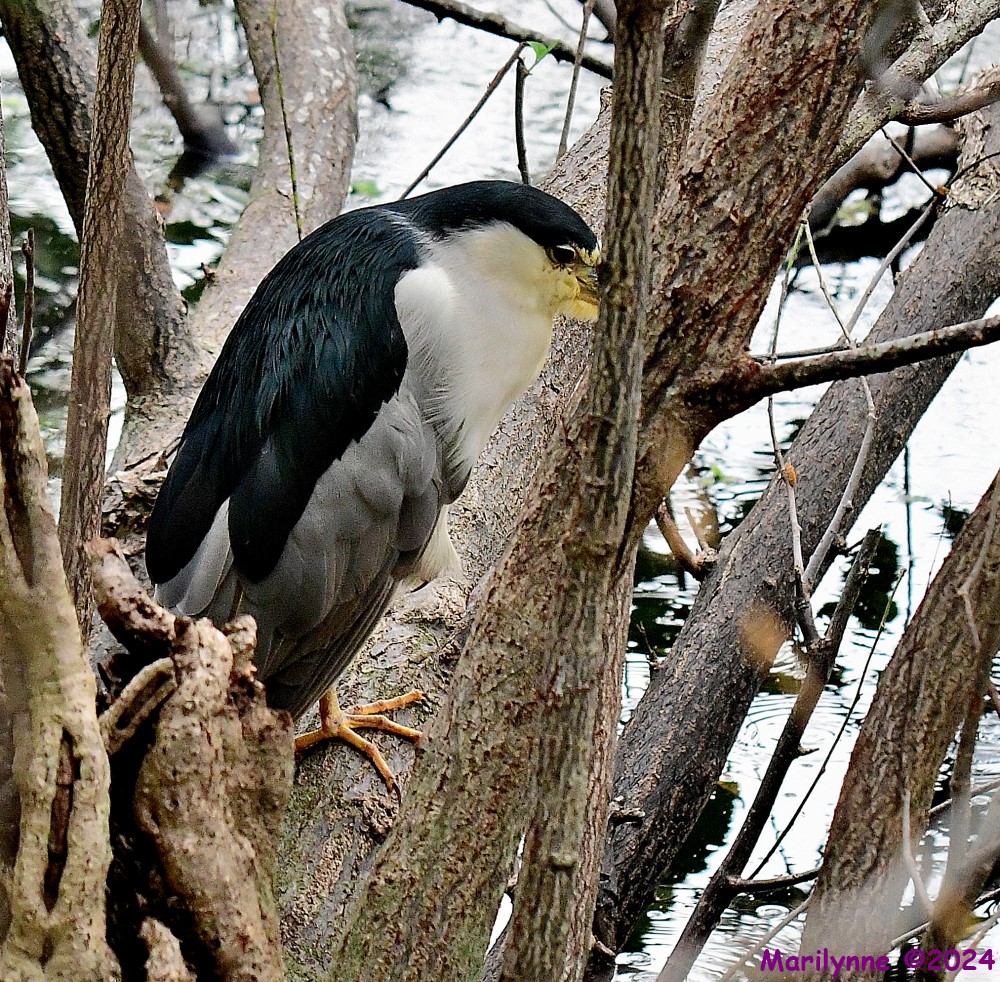DSC_8096_001.JPG