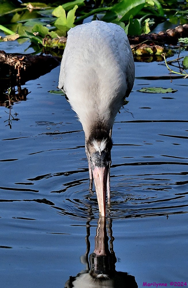 DSC_8097_001.JPG