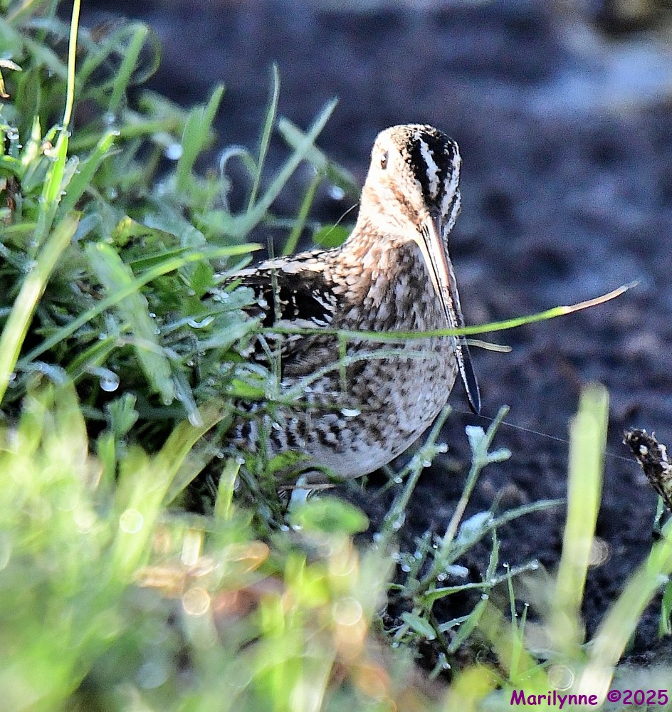 DSC_8097_001.JPG