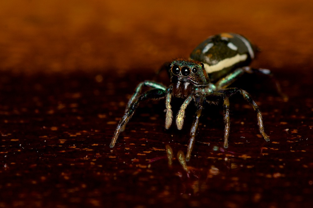 DSC_8103.jpg