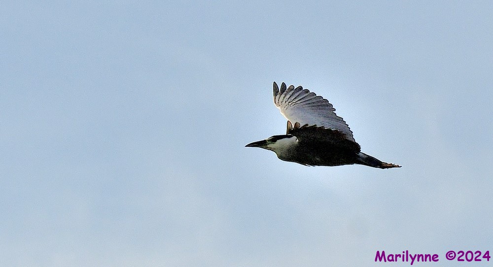 DSC_8103_001.JPG