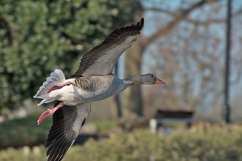 DSC_8104.jpg