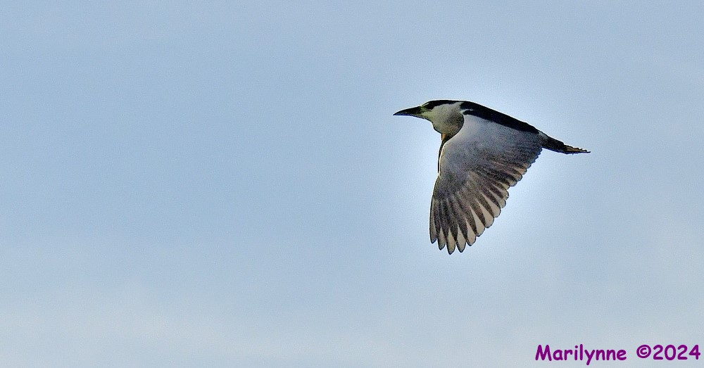 DSC_8104_001.JPG