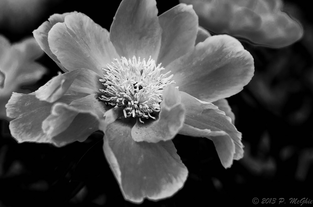 DSC_8105-Edit-2.jpg