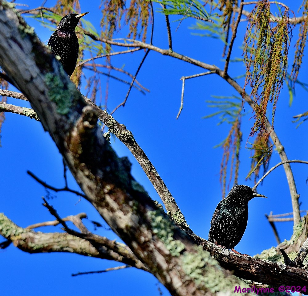 DSC_8105_001.JPG