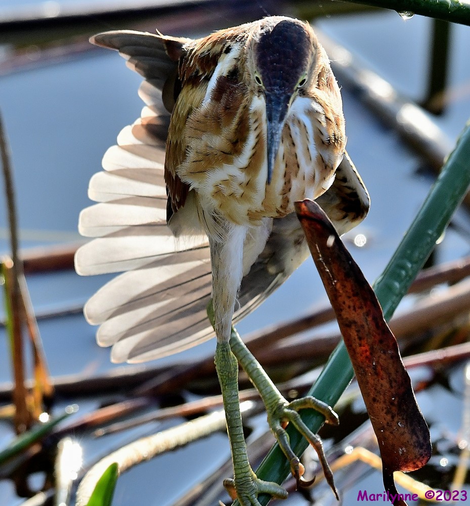 DSC_8106_001.JPG
