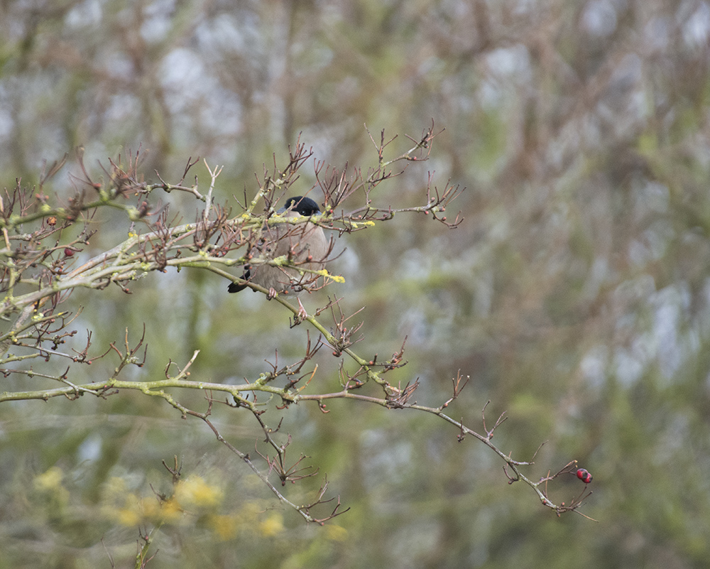 DSC_8109.jpg