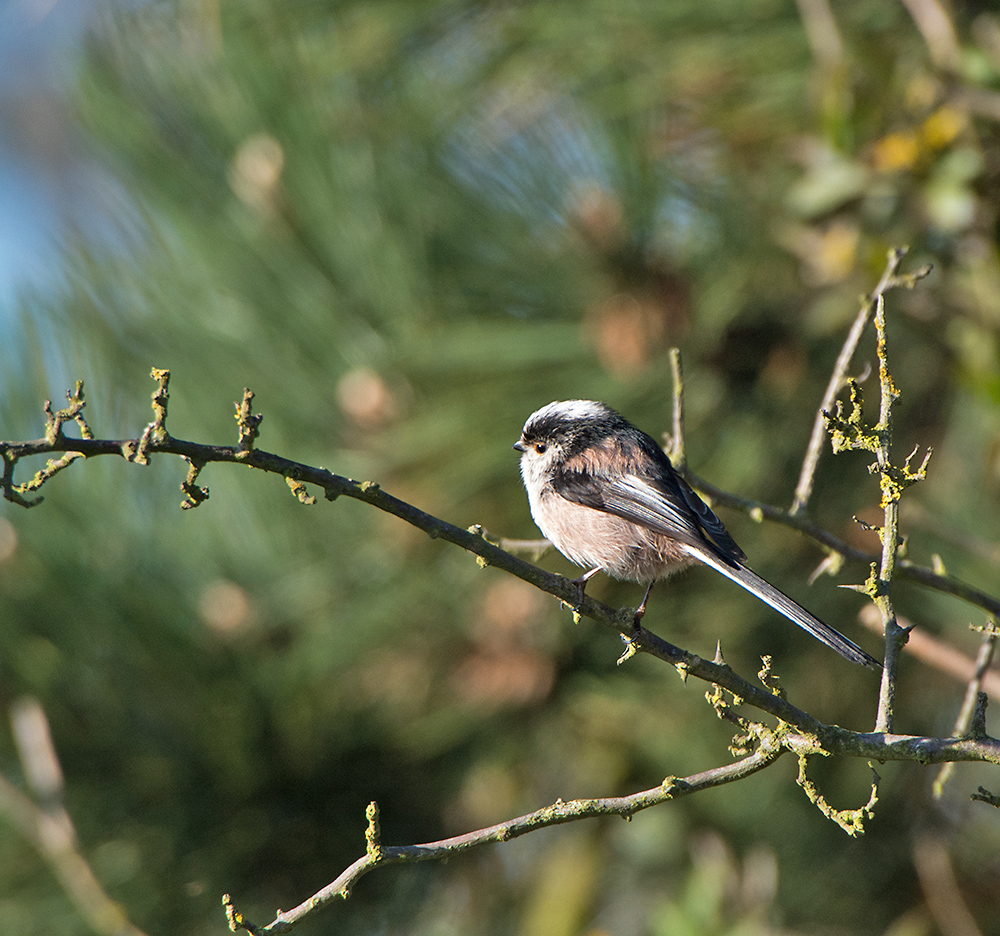 DSC_8110.jpg