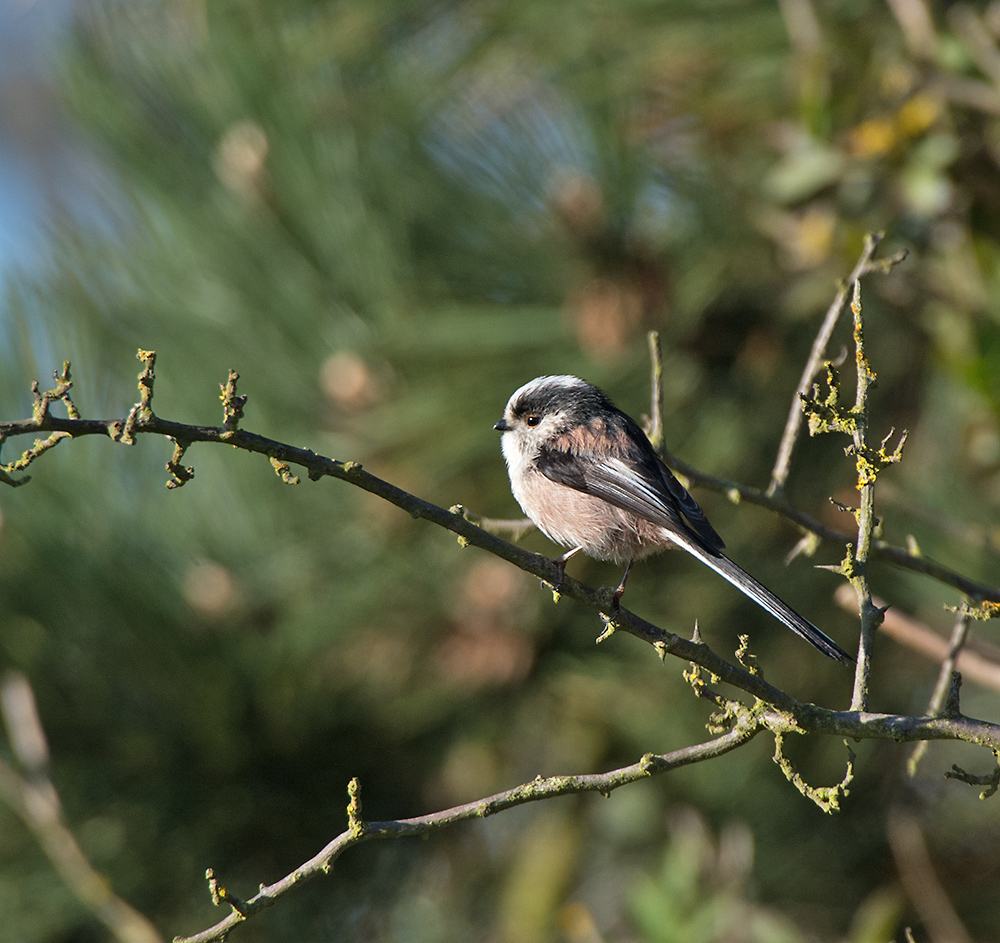 DSC_8111.jpg