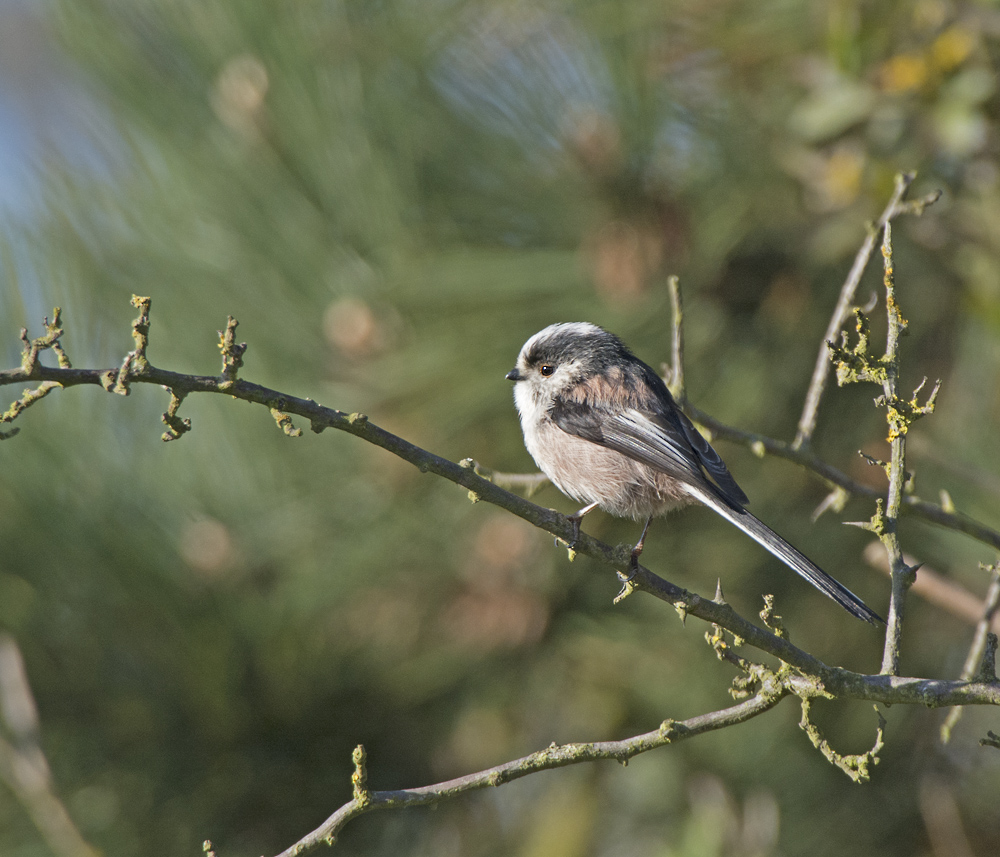 DSC_8111.jpg