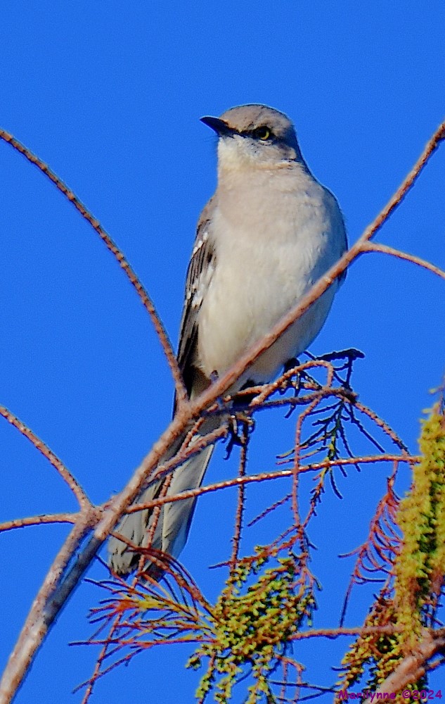 DSC_8114_001.JPG