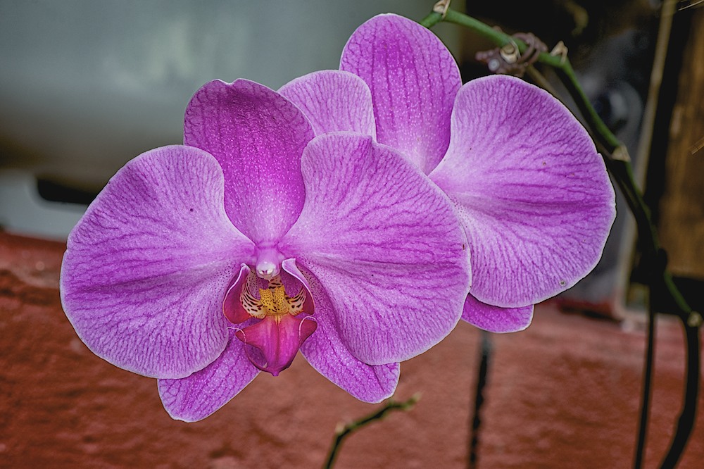 DSC_8116.jpg