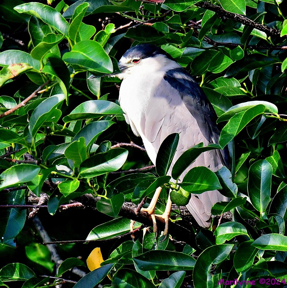 DSC_8118_001.JPG