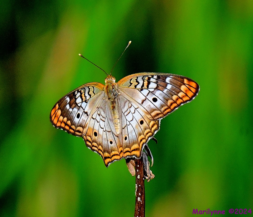 DSC_8118_001.JPG