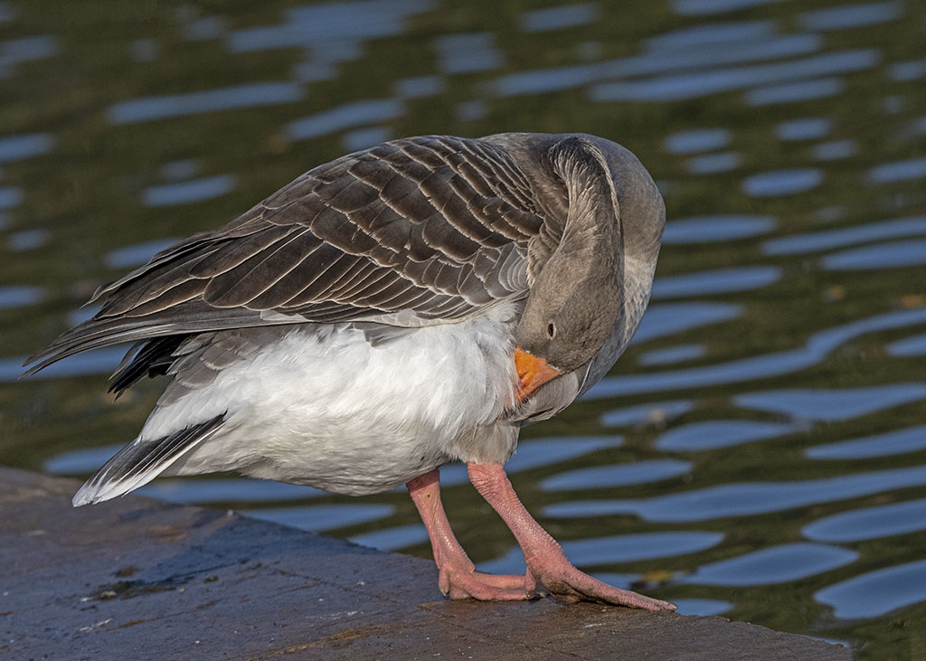 DSC_8119.jpg