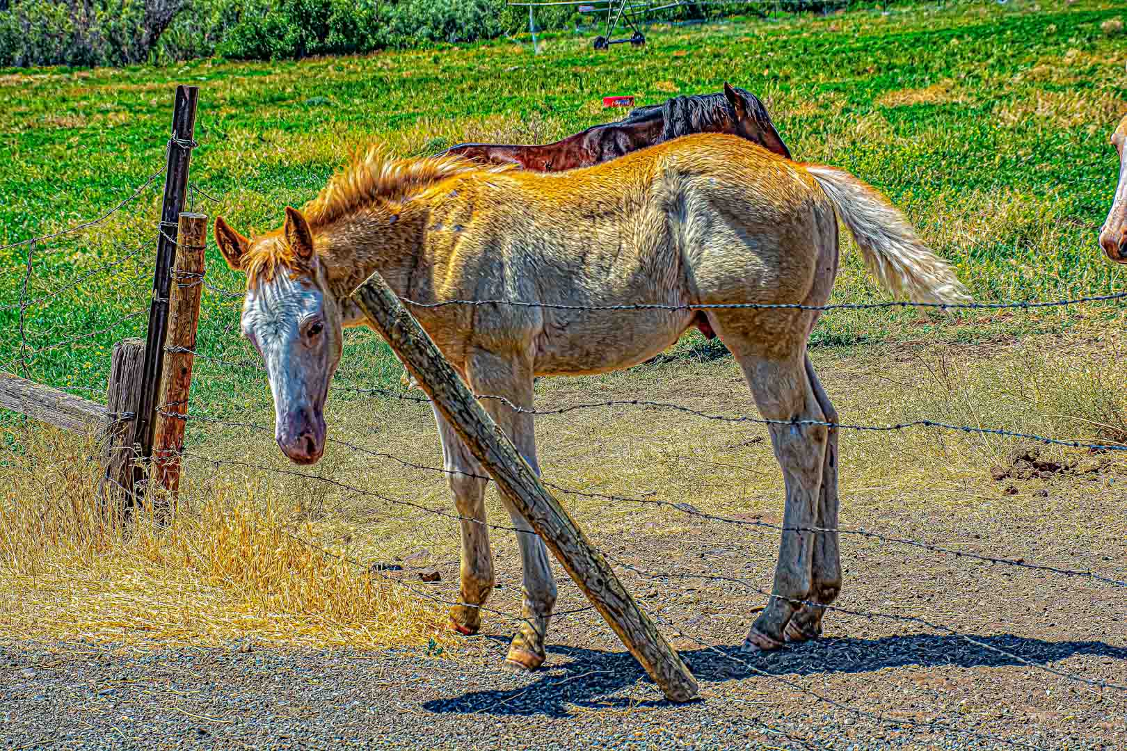 DSC_8121-Edit.jpg