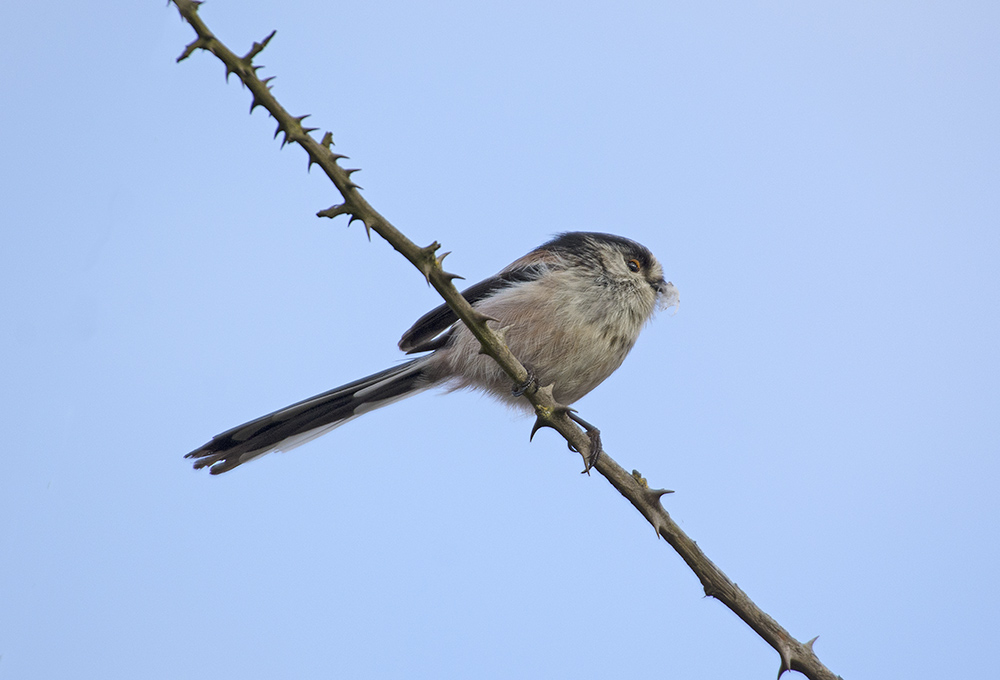 DSC_8121.jpg