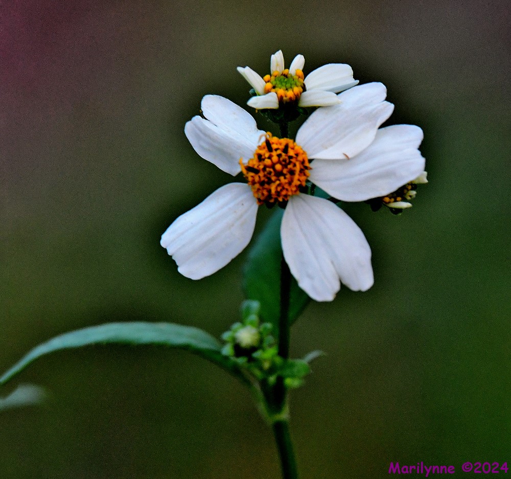 DSC_8121_stitch4_001.JPG