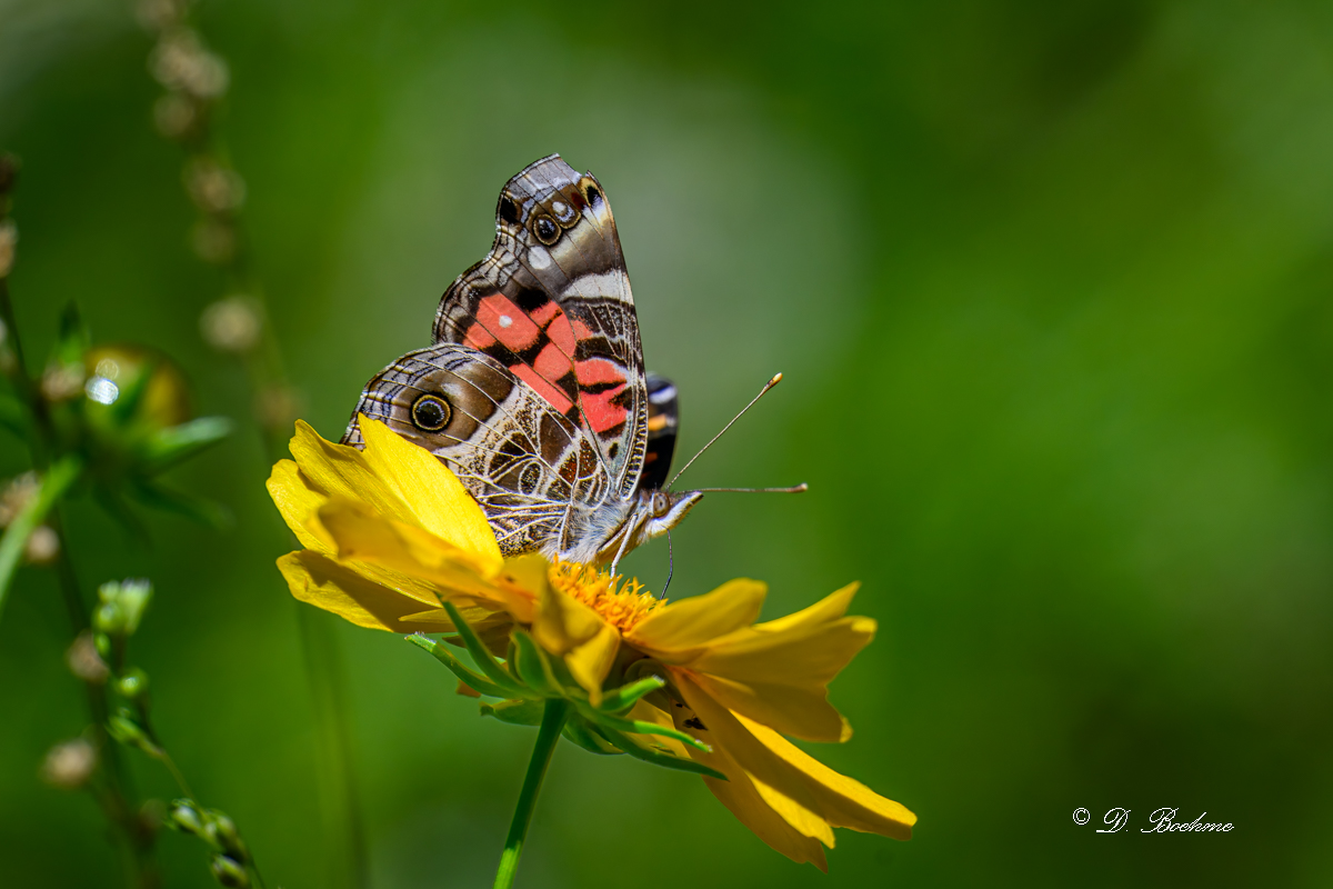 dsc_8123-topaz-rawdenoise-2-jpg.428652