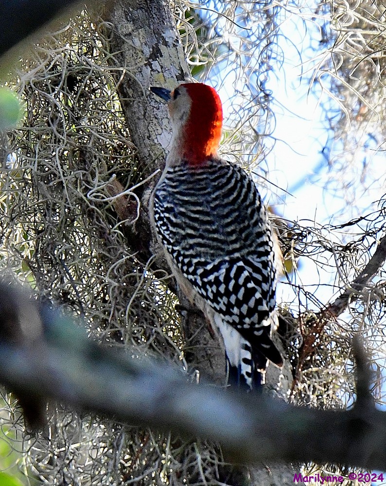 DSC_8126_001.JPG