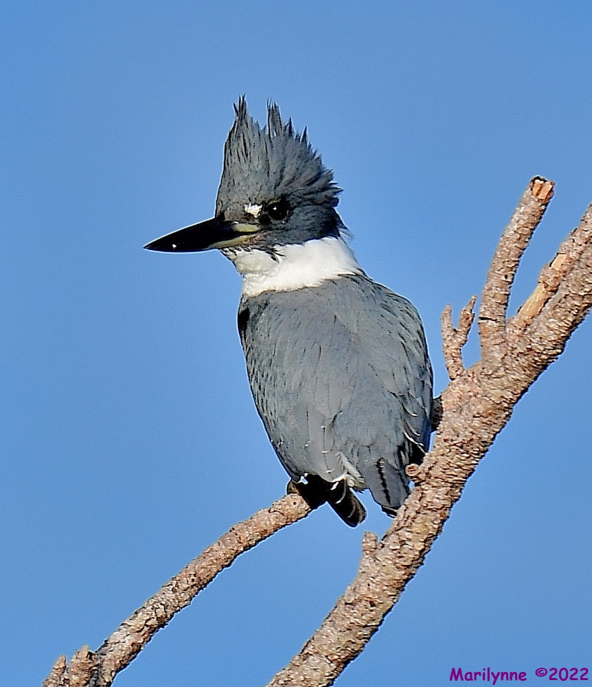 DSC_8127_001.JPG