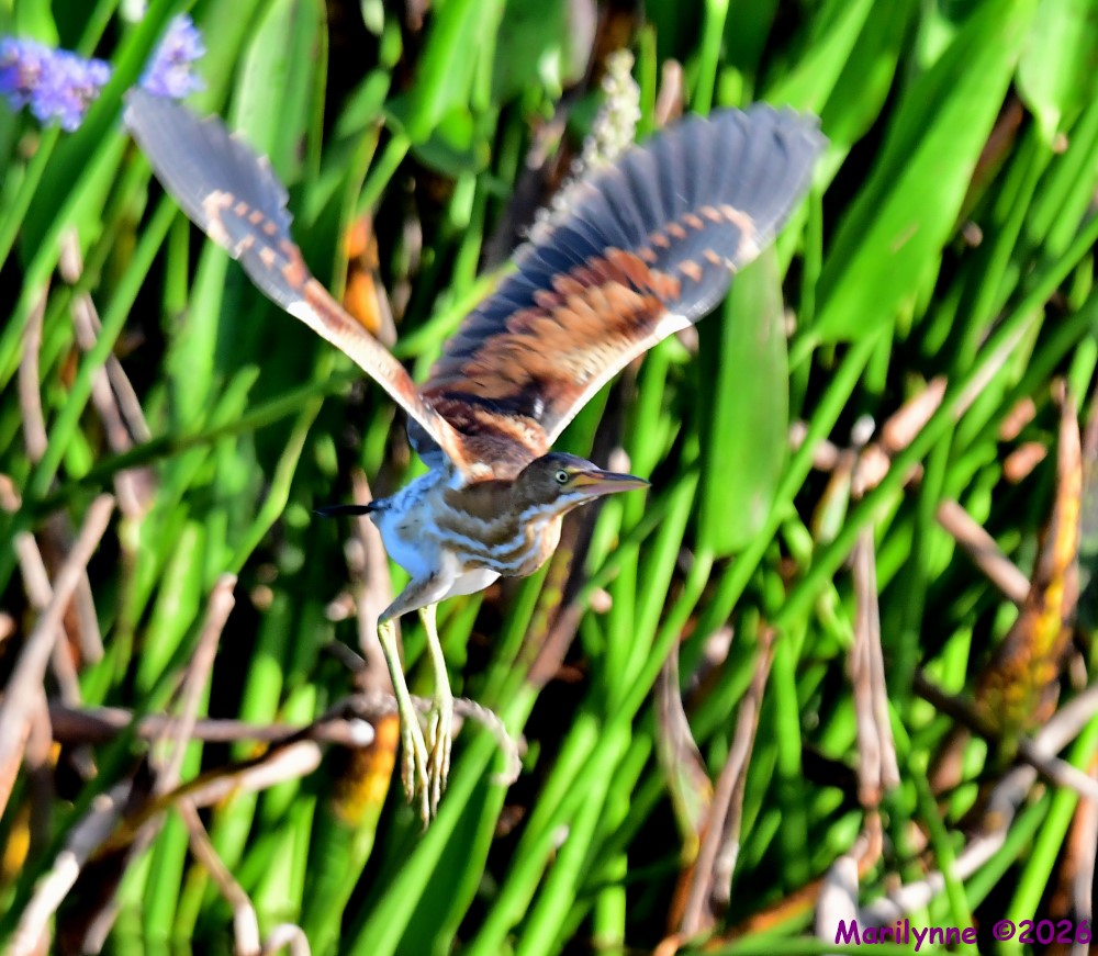 DSC_8128_001.JPG