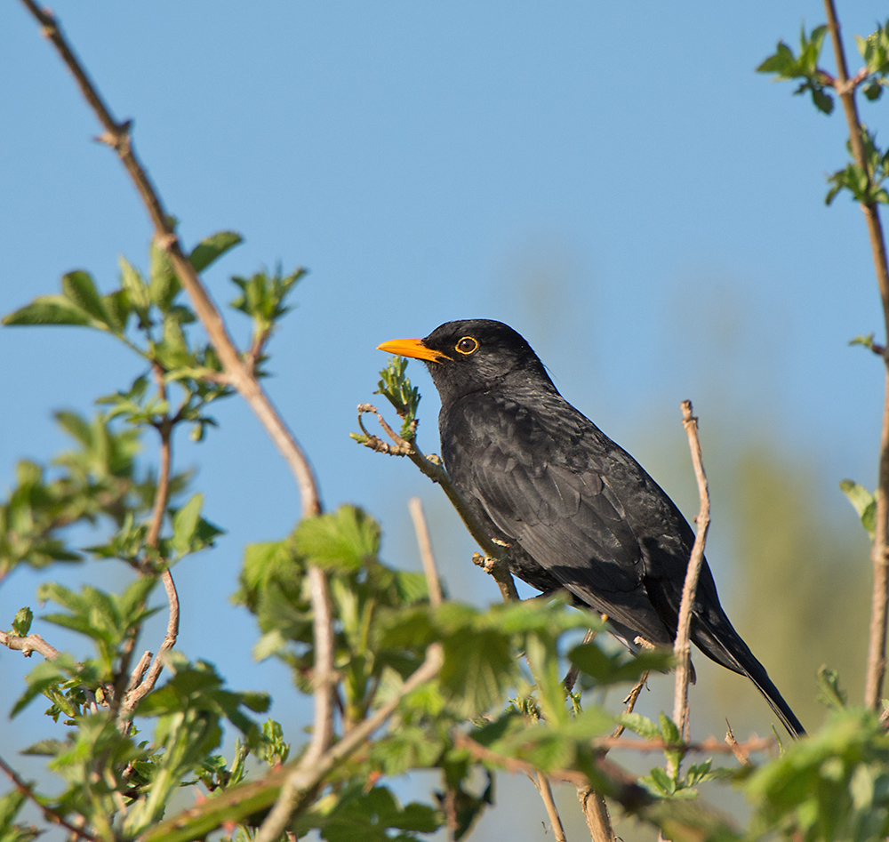 DSC_8129.jpg