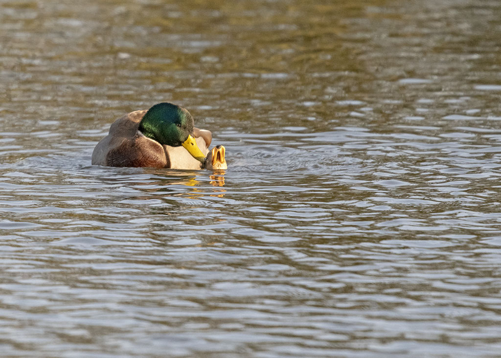 DSC_8129.jpg