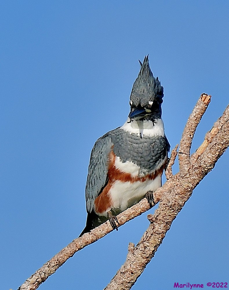 DSC_8130_001.JPG
