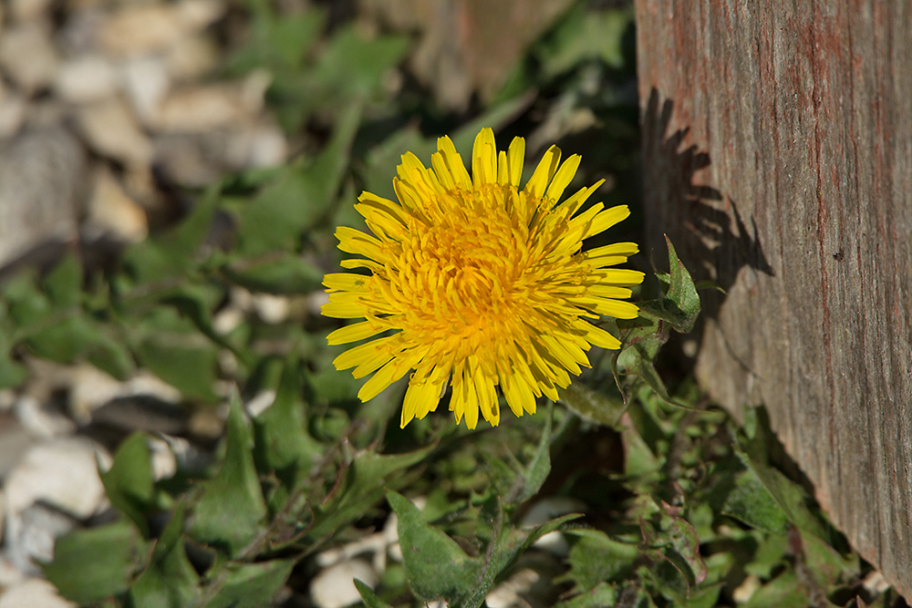 DSC_8131.jpg