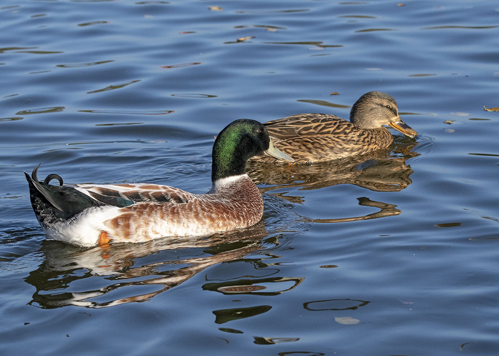 DSC_8132.jpg