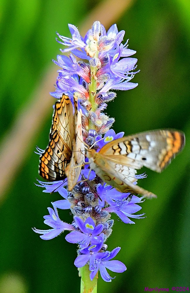 DSC_8132_001.JPG