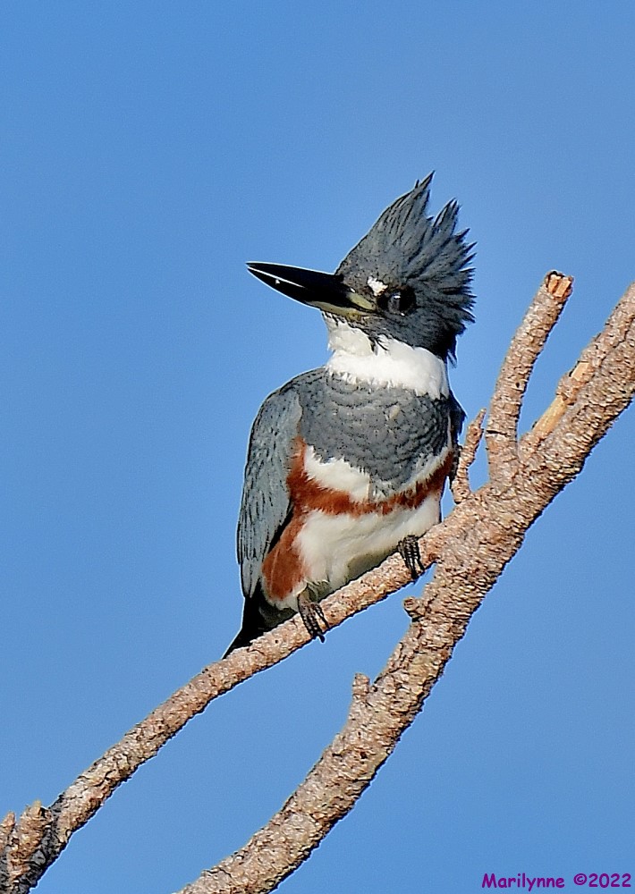 DSC_8135_001.JPG