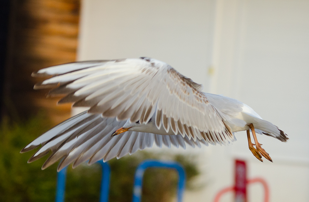 DSC_8136.jpg