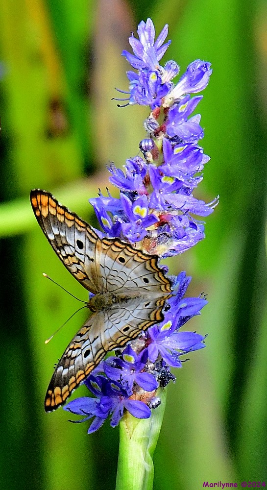 DSC_8136_001.JPG