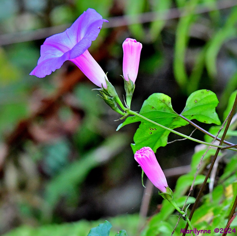 DSC_8141_001.JPG