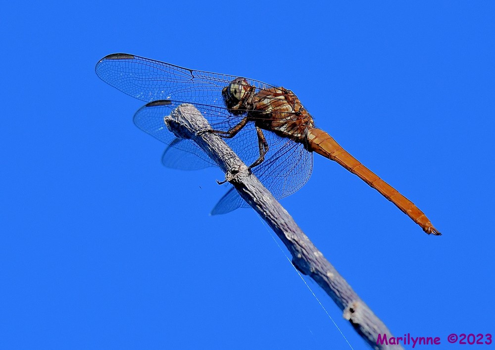 DSC_8145_001.JPG