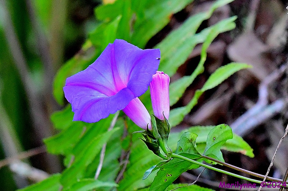 DSC_8146_001.JPG